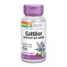 Gattilier