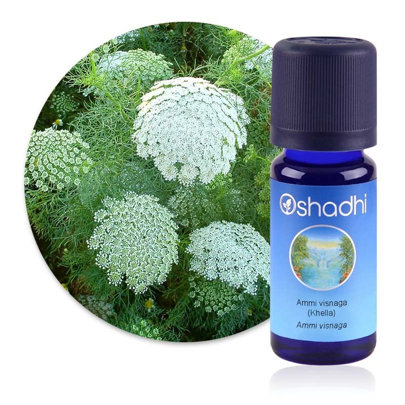 Ammi visnaga (khella) - Ammi visnaga / Biologique