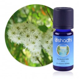 Eucalyptus radié extra﻿ - Eucalyptus radiata / Sauvage Biologique