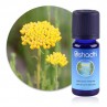 Hélichryse italienne extra﻿ - Helichrysum ital. serot. G.D / Sauvage Biologique