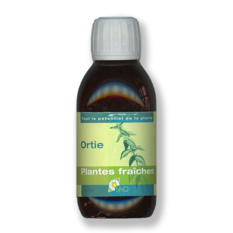 Ortie plantes fraîches Bio