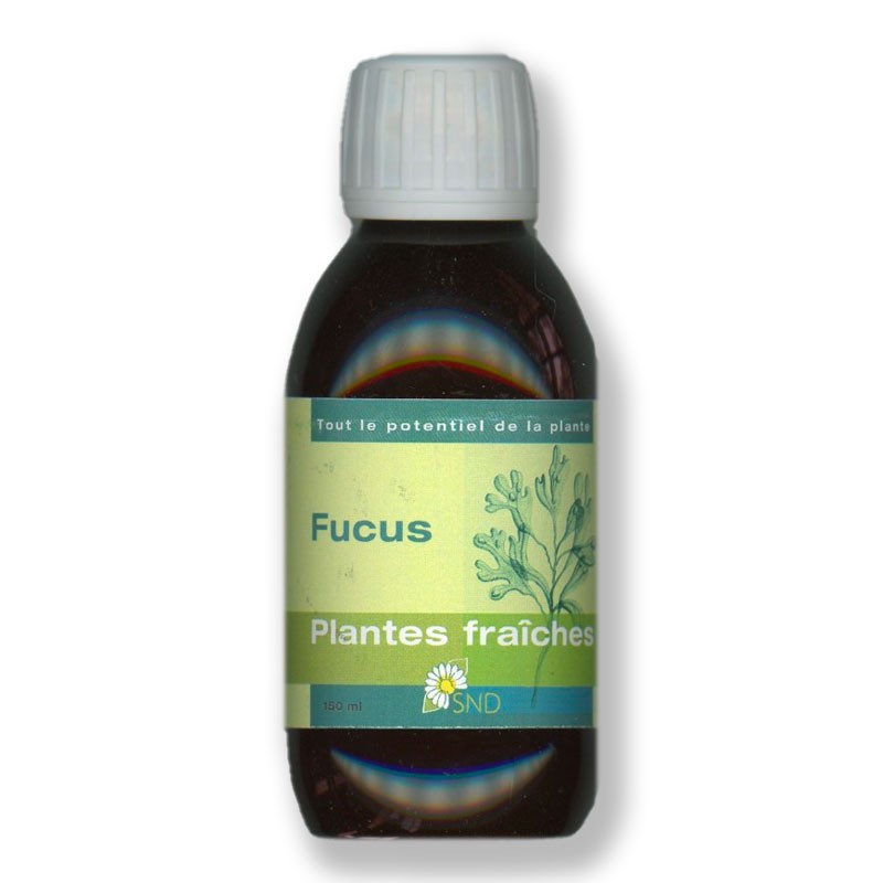 Fucus plantes fraîches