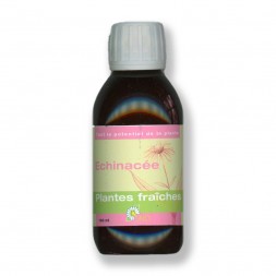 Echinacée plantes fraîches Bio