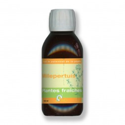 Millepertuis plantes fraîches Bio