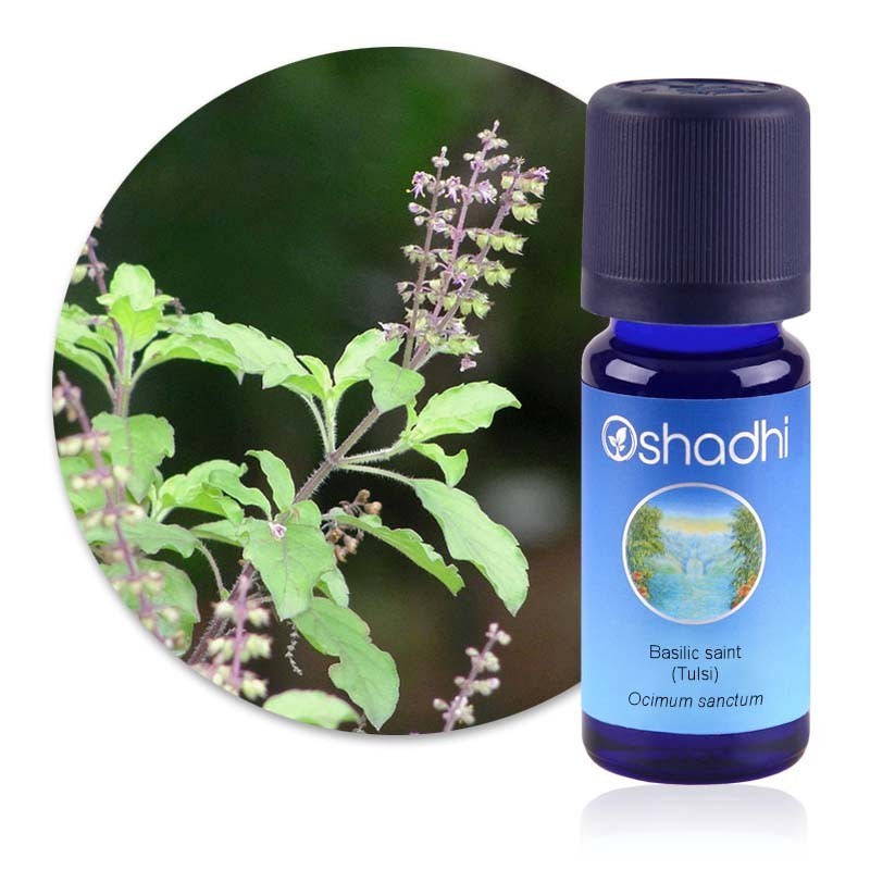 Basilic sanctum (Tulsi) Ocimum sanctum Bio huile essentielle 