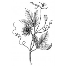 Passiflore plantes fraîches Bio